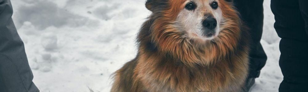 Obesity and behavior - among dogs and dog owners