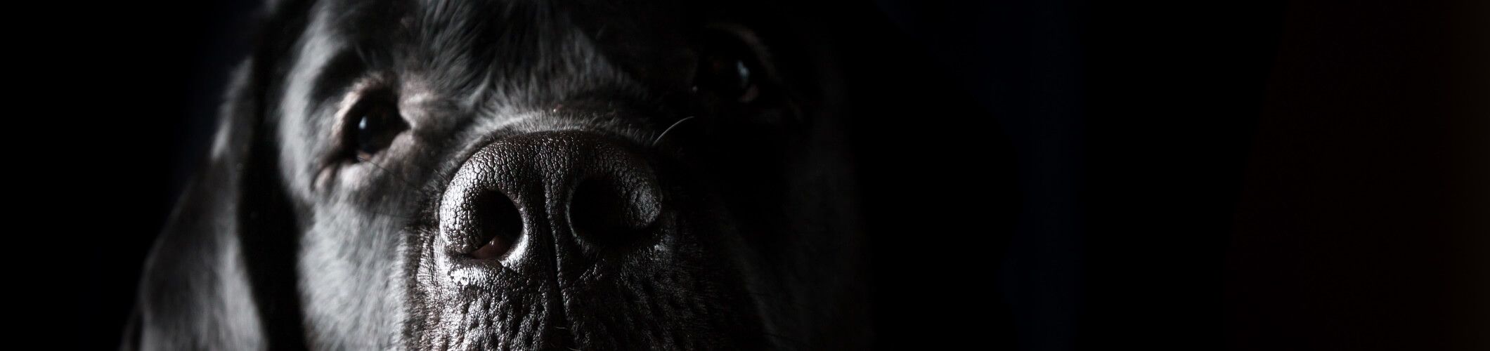 Viziunea Noastră Viziunea Noastră