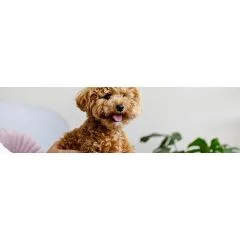 An update about feeding small dogs