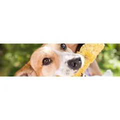 Gluten(Gliadin)-free food