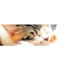 Can protein sources in cat food be sustainable?