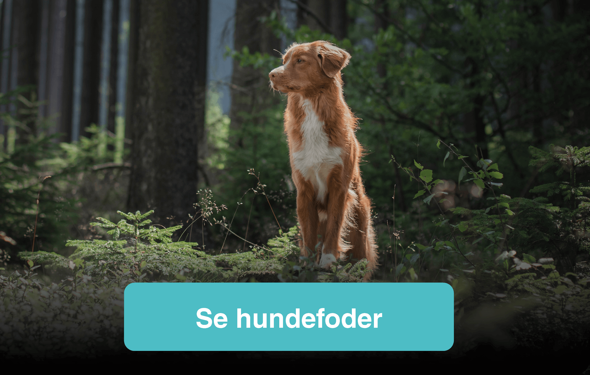 Se hundefoder