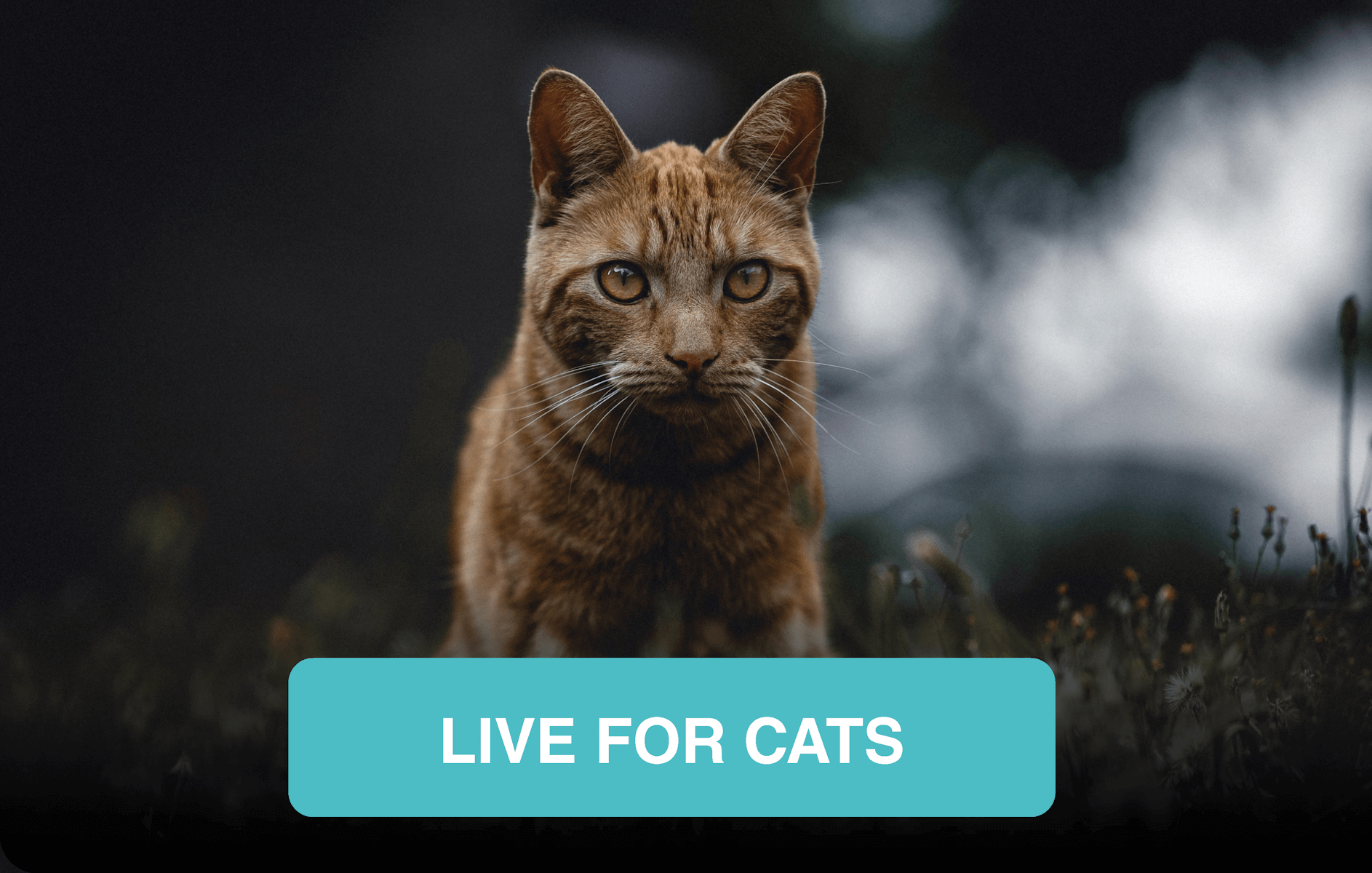 ProBiotic LIVE for cats